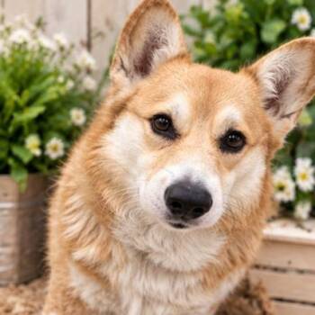 Connor -  Corgi Dog for Adoption in Pottsboro, Texas - Connor | PetCurious