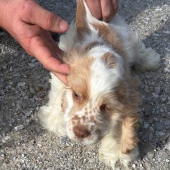 Cocker Spaniel Dogs Available for Adoption in Normal, Illinois - Winky | PetCurious