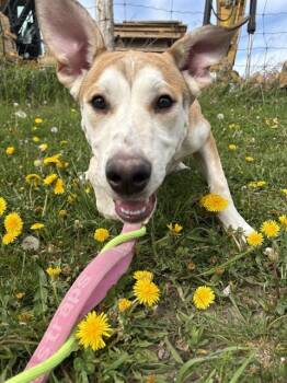 Siberian Husky and Great Dane Dogs Available for Adoption in Vaughan, Ontario - HICKS | PetCurious