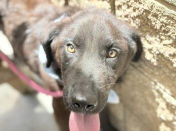 MACAW -  Labrador Retriever Dog for Adoption in Tulsa, Oklahoma - MACAW | PetCurious