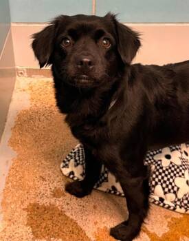 Nicole -  Chihuahua and Terrier Dog for Adoption in Sedalia, Colorado - Nicole | PetCurious