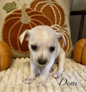 D litter Female -  Chiweenie Dog for Adoption in Jacksonville, Florida - D Litter Female | PetCurious