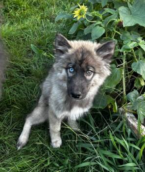 Tarin -  Siberian Husky Dog for Adoption in Wheaton, Illinois - Tarin | PetCurious