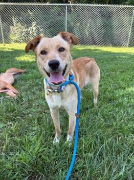Lulu -  Yellow Labrador Retriever Dog for Adoption in Saint Charles, Missouri - Lulu | PetCurious