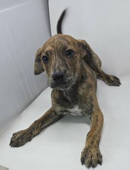 Hound and Beagle Dogs Available for Adoption in New York, New York - Mighty Mouse (foster Needed) | PetCurious