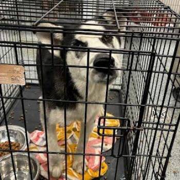 Jaxon -  Husky Dog for Adoption in Jeffersonville, Indiana - Jaxon | PetCurious