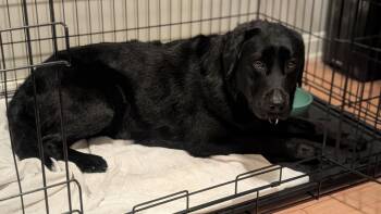 Frayda -  Labrador Retriever Dog for Adoption - Frayda | PetCurious