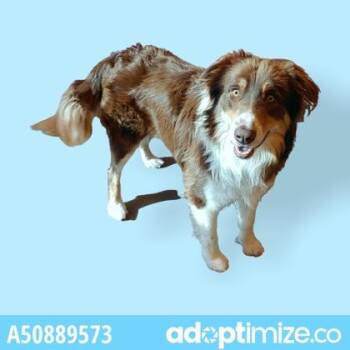 Pancho -  Border Collie and Mixed Breed Dog for Adoption in El Paso, Texas - Pancho | PetCurious