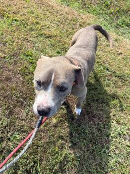Rescue Pit Bull Terrier Dogs for Adoption in Camden, Tennessee - Bobby Joe | PetCurious