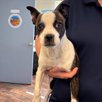 Mixed Breed Dogs Available for Adoption in Roxboro, North Carolina - Fletcher | PetCurious