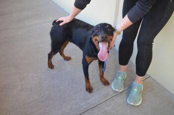 Rottweiler Dogs Available for Adoption - Sir Wigglebottom | PetCurious