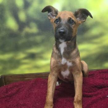 Shepherd Dogs Available for Adoption - Deondre | PetCurious