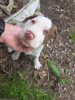 Licker (now Thanos) -  Mixed Breed Dog for Adoption in Princeton, Indiana - Licker (now Thanos) | PetCurious