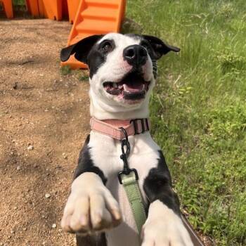 Addie -  Mixed Breed Dog for Adoption in Bentonville, Arkansas - Addie | PetCurious