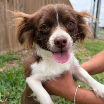 Cavalier King Charles Spaniel and Chihuahua Dogs Available for Adoption in West Islip, New York - Bindi | PetCurious