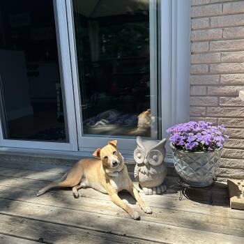 KNOX -  Mixed Breed Dog for Adoption in Ajax, Ontario - KNOX | PetCurious