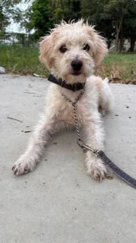 Maple -  Maltese Dog for Adoption in Gig Harbor, Washington - Maple | PetCurious