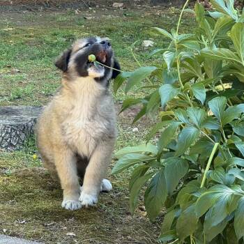 Great Pyrenees and Anatolian Shepherd Dogs Available for Adoption in Brownsboro, Alabama - Papa Bear | PetCurious