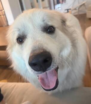 Amadeus -  Great Pyrenees Dog for Adoption in Kiowa, Oklahoma - Amadeus | PetCurious