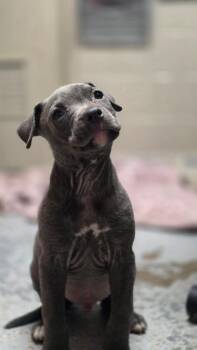 Rebel -  Staffordshire Bull Terrier Dog for Adoption in Lincoln Park, Michigan - Rebel | PetCurious