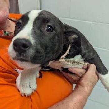 Cheryl -  Mixed Breed Dog for Adoption in Jeffersonville, Indiana - Cheryl | PetCurious