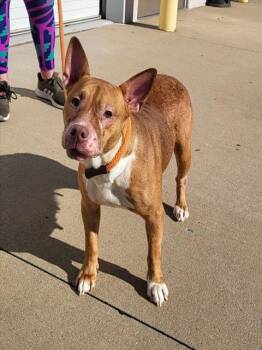 Rescue Pit Bull Terrier and Mixed Breed Dogs for Adoption in Louisville, Kentucky - REDI BETTY | PetCurious