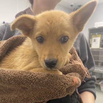 Shepherd Dogs Available for Adoption in Abilene, Texas - Sunkist | PetCurious