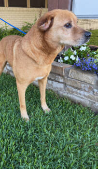 Rescue Labrador Retriever and Mixed Breed Dogs for Adoption in Fort Worth, Texas - Pepper | PetCurious