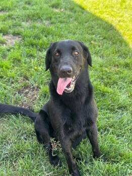 Rescue Black Labrador Retriever Dogs for Adoption in Manteca, California - Gus Gus | PetCurious