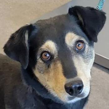 Mixed Breed Dogs Available for Adoption - Meadow | PetCurious