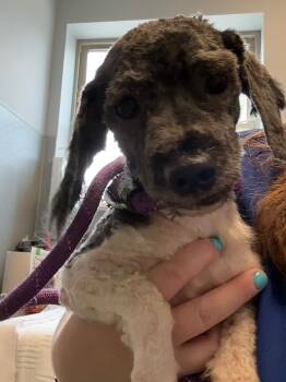 Kevin -  Shih Tzu and Havanese Dog for Adoption in Bloomington, Indiana - Kevin | PetCurious