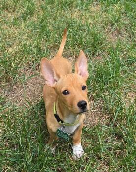 Masikio -  Dachshund and Chihuahua Dog for Adoption in Fort Collins, Colorado - Masikio | PetCurious