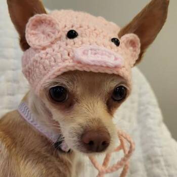 Chihuahua and Mixed Breed Dogs Available for Adoption in Alma, Wisconsin - Demi | PetCurious
