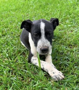 Rizzo -  Australian Cattle Dog Blue Heeler and American Bully Dog for Adoption in Glocester, Rhode Island - Rizzo | PetCurious