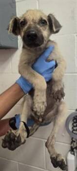 GINNY -  German Shepherd Dog Dog for Adoption in San Bernardino, California - GINNY | PetCurious