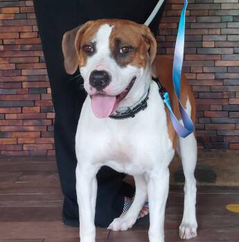 Boxer and Hound Dogs Available for Adoption in Sanford, Florida - Jacob | PetCurious