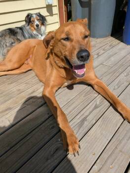 Scooby doo -  Shepherd and Labrador Retriever Dog for Adoption in Santa Monica, California - Scooby Doo | PetCurious