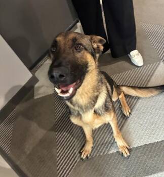 German Shepherd Dog Dogs Available for Adoption in Doral, Florida - TOAST | PetCurious