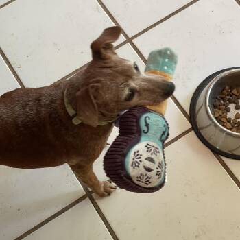 Rescue Miniature Pinscher Dogs for Adoption in Sunset Valley, Texas - Chica | PetCurious