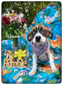 Quianna -  Beagle and Hound Dog for Adoption in Sebring, Florida - Quianna | PetCurious