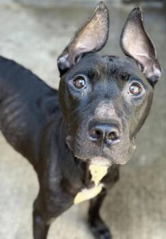 Nyema -  Pit Bull Terrier Dog for Adoption in Chicago, Illinois - Nyema | PetCurious