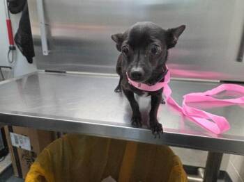 DENALI -  Chihuahua Dog for Adoption in Antioch, California - DENALI | PetCurious