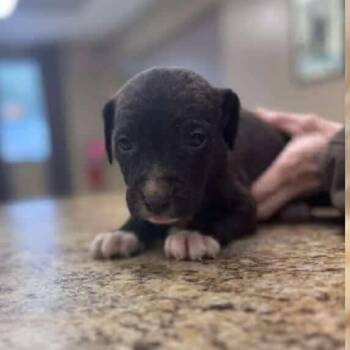 Rescue Mixed Breed Dogs for Adoption - Cyan | PetCurious