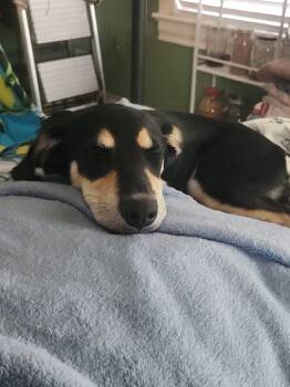 Xalli -  Miniature Pinscher Dog for Adoption in Mico, Texas - Xalli | PetCurious