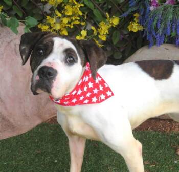 Lucy -  Boxer Dog for Adoption in Shawnee, Oklahoma - Lucy | PetCurious