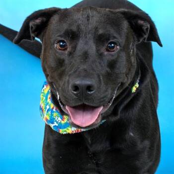 Labrador Retriever and Pit Bull Terrier Dogs Available for Adoption in St. Louis, Missouri - JET | PetCurious