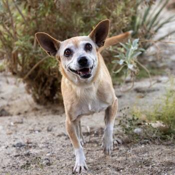 Rescue Chihuahua Dogs for Adoption in Palm Springs, California - Diane | PetCurious