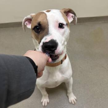 Pit Bull Terrier and Mixed Breed Dogs Available for Adoption in Roanoke, Virginia - Gizmo | PetCurious