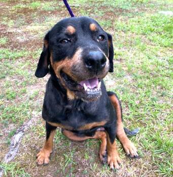 Sadie -  Rottweiler Dog for Adoption in Monroe, Georgia - Sadie | PetCurious