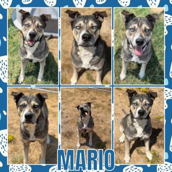 Mario -  Shepherd and Husky Dog for Adoption in Fort Smith, Arkansas - Mario | PetCurious